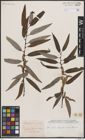 Foto von Salix bonplandiana Kunth